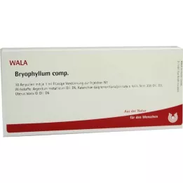 BRYOPHYLLUM COMP.Ampullit, 10X1 ml
