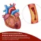 Beh Artery+ kapselit (90 kpl)